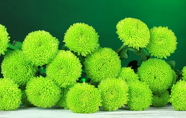 Schöne grüne Chrysantheme auf dem Tisch auf dunkelgrünem Hintergrund — Stockfoto