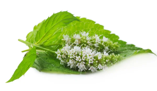 Fiori di menta freschi isolati su bianco — Foto Stock