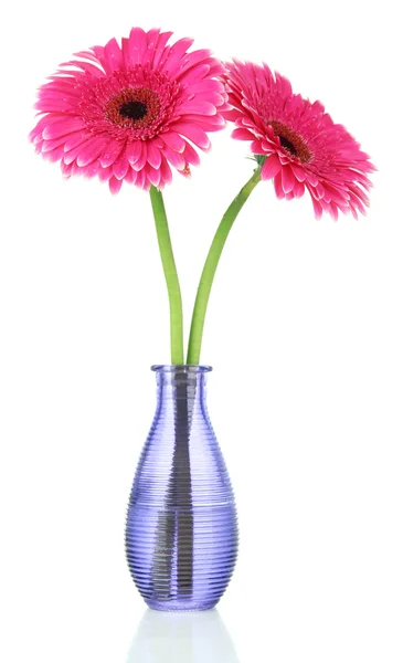 Lindas flores de gerbera rosa em vaso isolado em branco — Fotografia de Stock