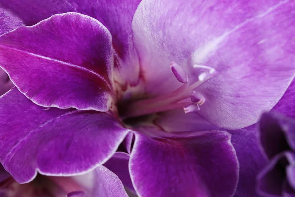 Hermosa flor de gladiolo de cerca — Foto de Stock