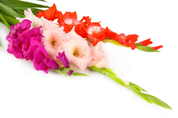 Schöne Gladiolenblüte aus nächster Nähe — Stockfoto