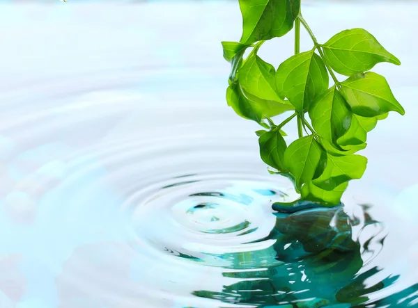 Feuilles vertes avec réflexion dans l'eau — Photo