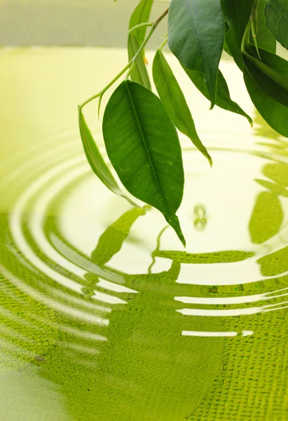 Hojas verdes con reflejo en el agua — Foto de Stock