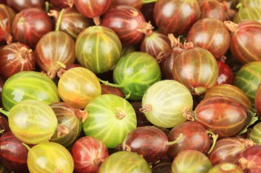 taze bektaşi üzerinde beyaz izole