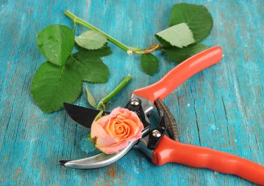 Bahçe secateurs ve gül ahşap masa yakın çekim üzerinde
