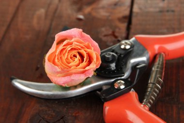 Bahçe secateurs ve gül ahşap masa yakın çekim üzerinde