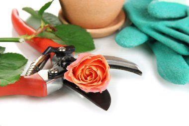 Bahçe secateurs ve üzerinde beyaz izole gül