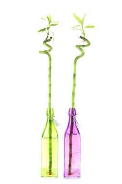 Bambu beyaz izole şişe