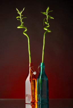 şişe üzerinde parlak arka plan bambu