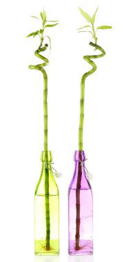 Bambu beyaz izole şişe