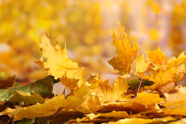 Foglie secche di acero autunnale su fondo giallo — Foto Stock