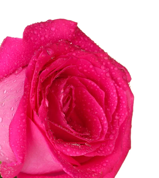 Beautiful pink rose on white background close-up — Stock Photo, Image