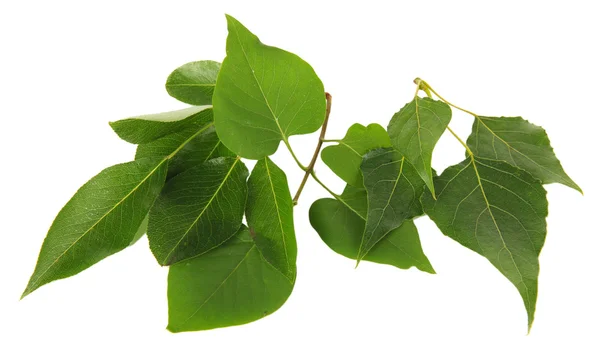 Зеленые листья выделены на белый — стоковое фото