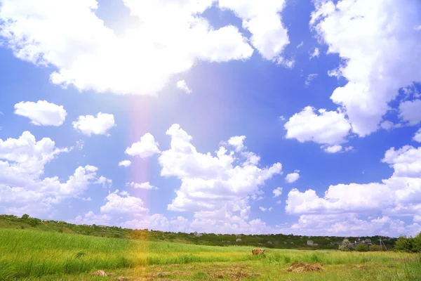 Beautiful wild field — Stock Photo, Image