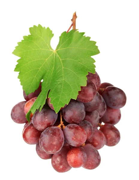 Ripe delicious grapes in hand isolated on white — Stock Photo, Image