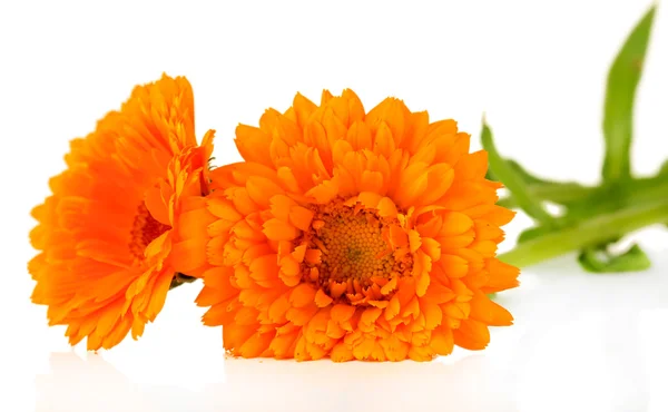 Flores de calêndula isoladas em branco — Fotografia de Stock