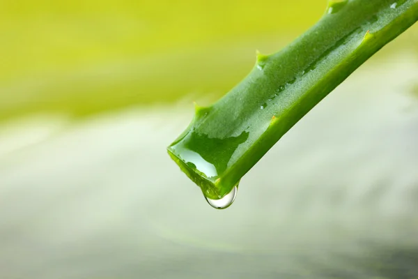 Tutup daun aloe segar dengan — Stok Foto