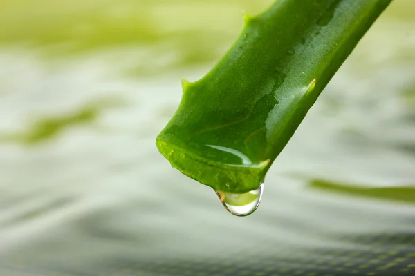 Close up of fresh aloe leaf with — Stock Photo, Image