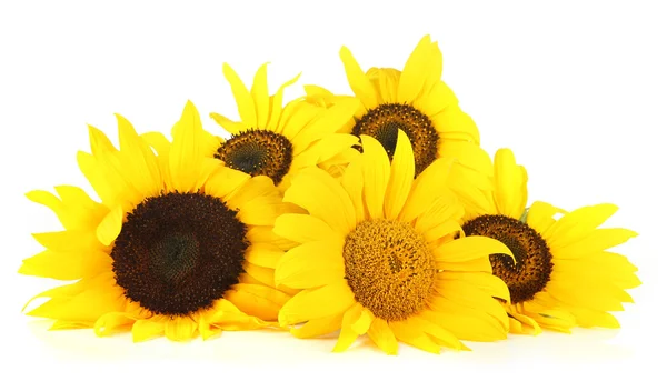 Bright sunflowers isolated on white — Stock Photo, Image