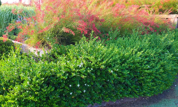 Paisajismo en el jardín — Foto de Stock