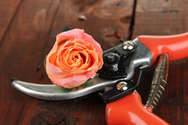 花园剪枝和木制表特写上的玫瑰 — 图库照片