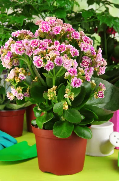 Hermosas flores en macetas sobre mesa de madera sobre fondo natural — Foto de Stock