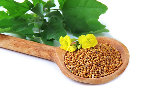 Mustard seeds in wooden spoon with mustard flower isolated on white — Stock Photo, Image