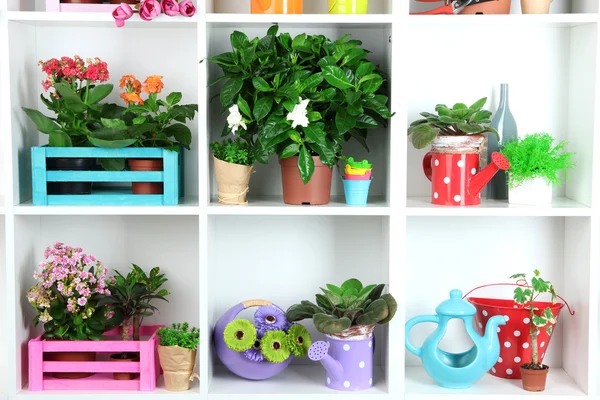 Beautiful flowers in pots on white shelves close-up — Stock Photo, Image