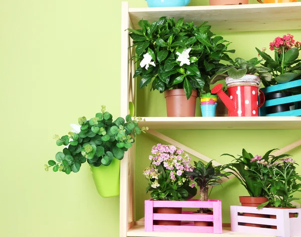 Beautiful flowers in pots on wooden shelves in room — Stock Photo, Image