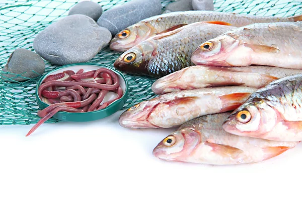 Ryby a net izolovaných na bílém — Stock fotografie