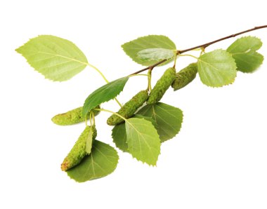 izole üzerinde beyaz yeşil huş ağacı yaprakları