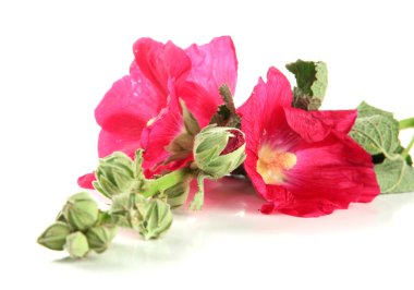 pembe ebegümeci çiçekler, üzerinde beyaz izole