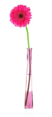 güzel pembe gerbera çiçek Vazoda beyaz izole