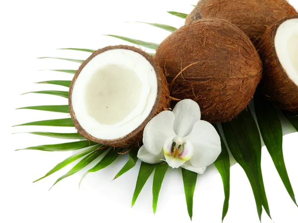 Kokosnoten met bladeren en bloem, geïsoleerd op wit — Stockfoto