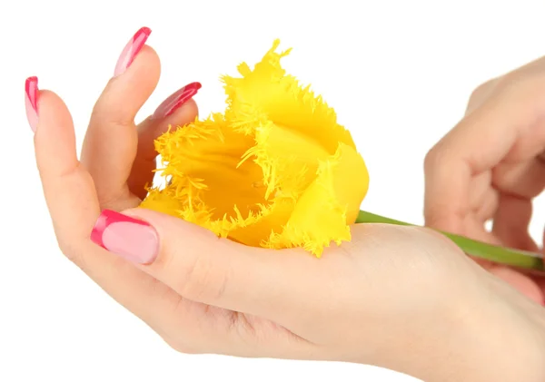 Primo piano di mani di giovane donna con manicure eleganza e fiore di tulipano, isolato su bianco — Foto Stock