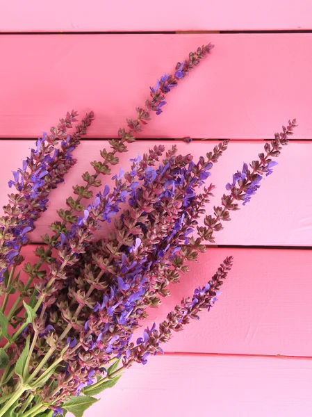 Salvia-Blüten auf rosa Holzgrund — Stockfoto