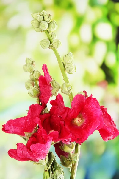 Pink mallow flowers in garden — Stock Photo, Image