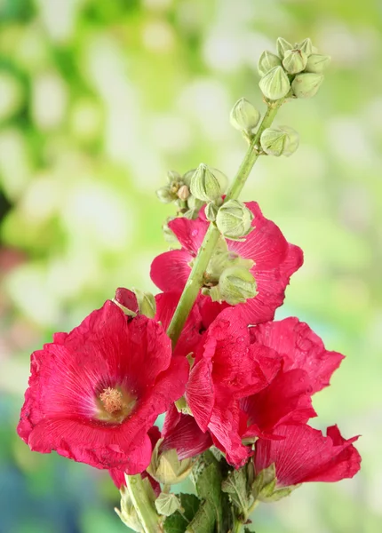 분홍색 mallow 꽃 정원에서 — 스톡 사진