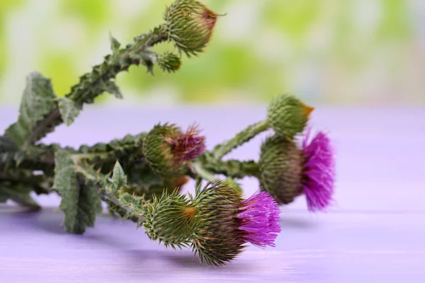 Chardon fleurs sur fond de nature — Photo