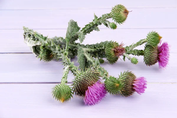 Fiori di cardo su sfondo di legno — Foto Stock