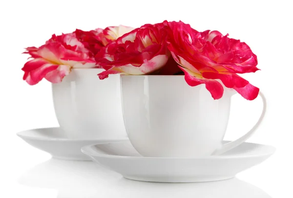 Roses in cups isolated on white — Stock Photo, Image