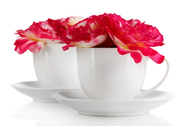 Roses dans des tasses isolées sur blanc — Photo