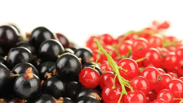 Red and black currant isolated on white — Stock Photo, Image