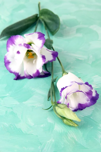 Bouquet of eustoma flowers on color wooden background — Stock Photo, Image