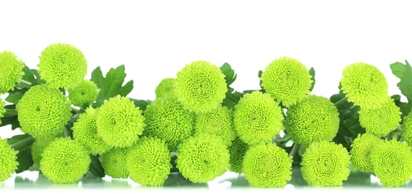 Schöne grüne Chrysantheme isoliert auf weiß — Stockfoto