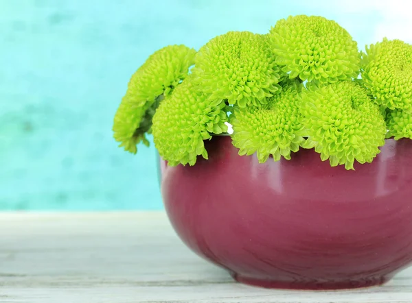 Piękny zielony chryzantema w misce na stole na niebieskim tle — Zdjęcie stockowe