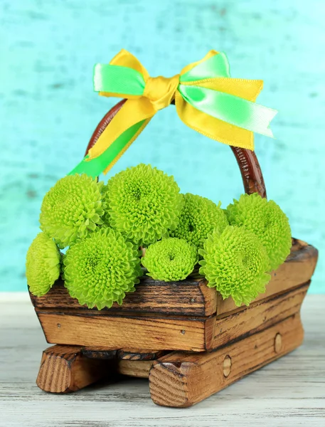 Prachtige groene chrysant in Houten mandje op tafel op blauwe achtergrond — Stockfoto
