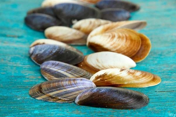 Sea seashells on blue wooden table close-up — Stock Photo, Image