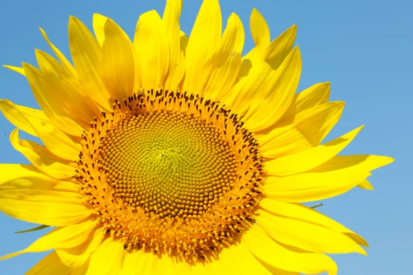 Beautiful sunflower on blue sky background, close up — Stock Photo, Image