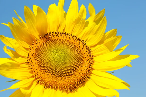 Hermoso girasol sobre fondo azul del cielo, de cerca —  Fotos de Stock